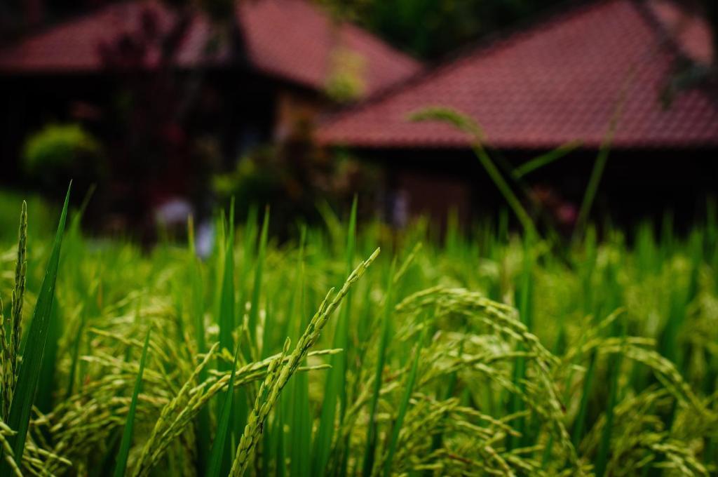 Puji Hostel And Bungalow Ubud 外观 照片